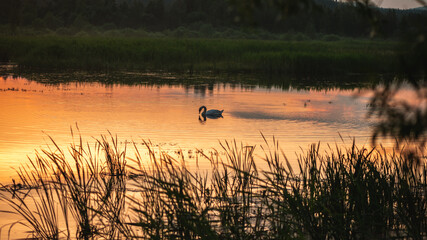 Swan Swimming in Lake on Mountain Background, At Sunset, Magical Beautiful Photography, Wallpaper