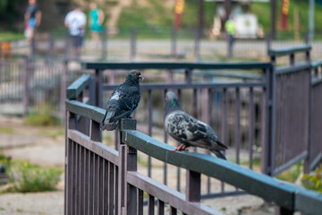 Pigeon sitting on a fence in a park