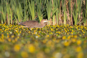 Purpurreiher beim Fischen in einem Teich mit blühenden Wasserpflanzen - aufgenommen aus dem floating hide