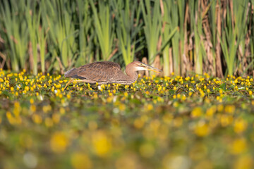 Purpurreiher beim Fischen in einem Teich mit blühenden Wasserpflanzen - aufgenommen aus dem floating hide