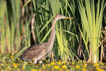 Purpurreiher beim Fischen in einem Teich mit blühenden Wasserpflanzen - aufgenommen aus dem floating hide