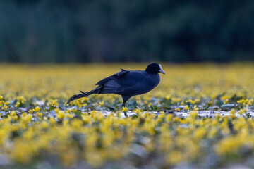 Blässhuhn beim Yoga - es dehnt und streckt sich	