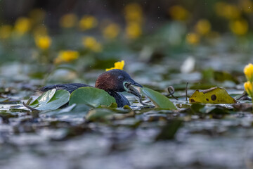 Fototapeta premium Zwergtaucher mit Fisch und Blutegel - aufgenommen aus dem floating hide 