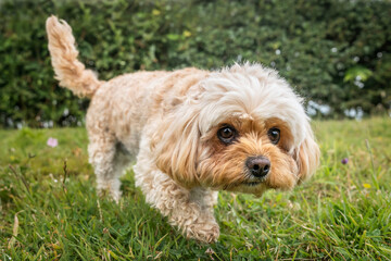 Cavachon on Ascot Racecourse in Berkshire