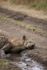 Lycaon pictus Fall asleep