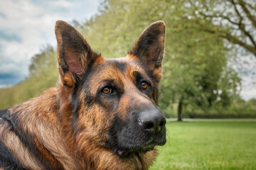 German Shepherd Dog on Windsor Long Walk headshot