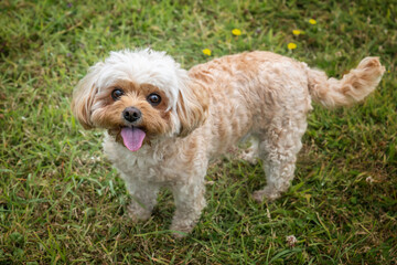 Cavachon on Ascot Racecourse in Berkshire