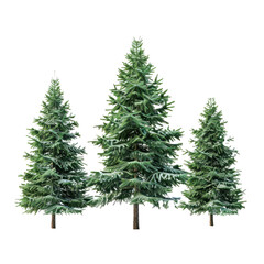 Fototapeta premium Christmas trees.