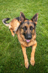German Shepherd Dog on Windsor Long Walk laying down looking at the camera