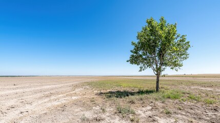 Obraz premium Lone tree in arid landscape under clear blue sky.