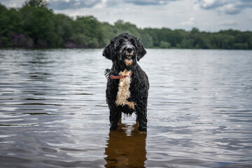 Portuguese Water Dog in Virginia Water Lake
