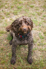 Brown cockapoo in the Windsor forest