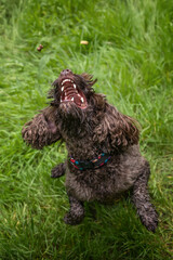 Brown cockapoo in the Windsor forest catching a treat