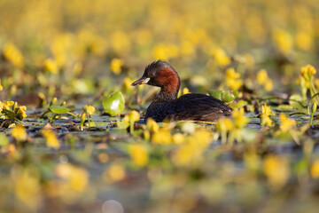 Zwergtaucher schwimmt in einem Teich mit blühenden Wasserpflanzen - aufgenommen aus dem floating hide