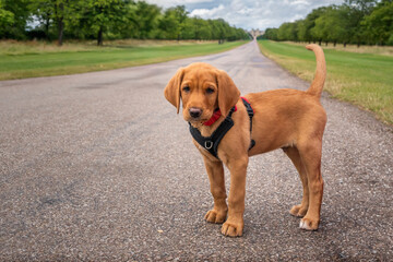 Labrador puppy on the Long Walk in Windsor