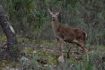 Cervus elaphus