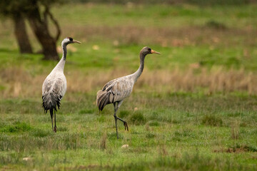 Grus grus