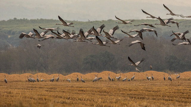 Grus grus