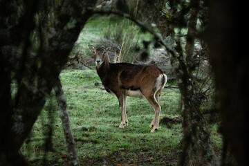 Ovis orientalis musimon
