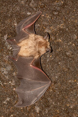 Rhinolophus ferrumequinum