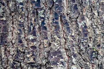 gray maple tree bark close up