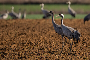 Grus grus