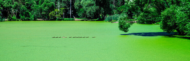 A duck family, a mother duck and many grown ducklings swim in single file on the lake, completely covered with duckweed, ecology, food for birds, protection from mosquitoes