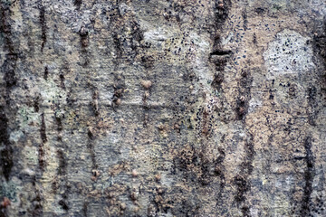 white alder tree bark texture close up
