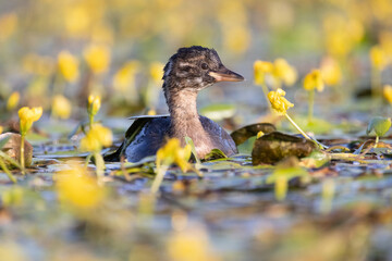 Zwergtaucher schwimmt in einem Teich mit blühenden Wasserpflanzen - aufgenommen aus dem floating hide
