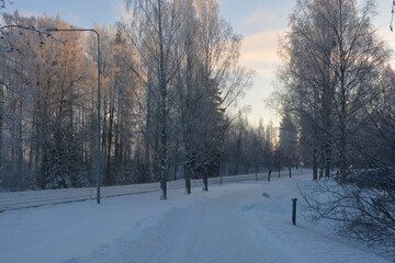Beautiful winter nature, illuminated by light rays of light. Tall green pines, spruces, trees covered with white snow, large snowdrifts with white beaten paths, snow-covered road in Varkaus, Finland.