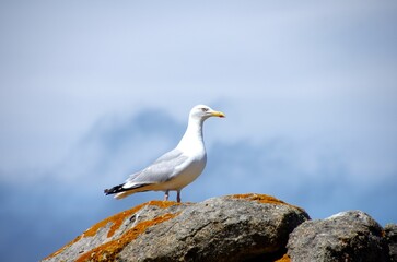Seagull on the Brehat island in Brittany in France, Europe