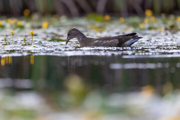 Teichralle schwimmt in einem Teich mit blühenden Wasserpflanzen - aufgenommen aus dem floating hide