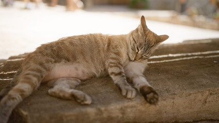 Cat lounging outdoors on a sunny day, resting on a concrete surface with eyes partially closed, displaying a relaxed and peaceful demeanor in a bright outdoor environment.
