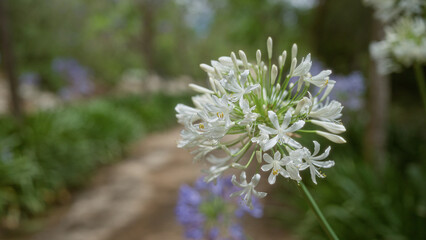 Agapanthus africanus blooming outdoors along a garden path in mallorca, with white flowers against a background of green foliage.