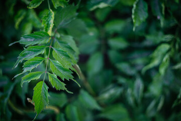 Beautiful green Kampsis leaves with a place for text. Background image