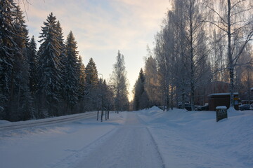 Beautiful winter nature, illuminated by light rays of light. Tall green pines, spruces, trees covered with white snow, large snowdrifts with white beaten paths, snow-covered road in Varkaus, Finland.