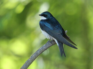 Tree Swallow 