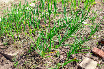 A bed of growing green onions in a vegetable garden. Growing greens in spring