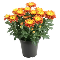 Fototapeta premium Potted Chrysanthemum Blooms Orange Yellow Autumn Flowers in Pot