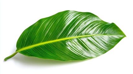 Obraz premium Single vibrant green leaf isolated on white background.