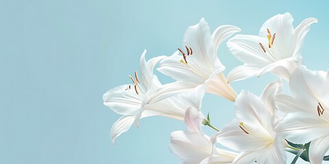 Fototapeta premium Elegant White Lilies Against A Light Blue Background