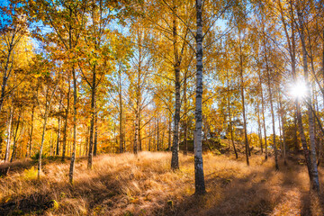 autumn in the forest