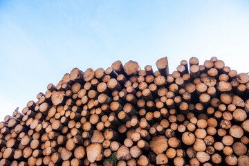 stack of cut down trees by forestry