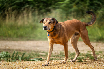 Romanian Street Rescue dog in the UK in the summer