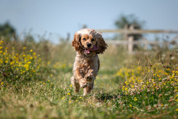 Working cocker spaniel in the summer in the wildflowers on a run