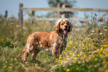 Working cocker spaniel in the summer in the wildflowers