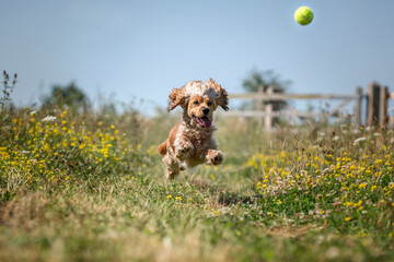 Working cocker spaniel in the summer in the wildflowers chasing her ball