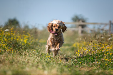 Working cocker spaniel in the summer in the wildflowers on a run