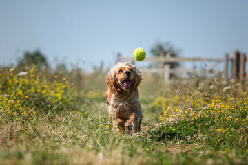 Working cocker spaniel in the summer in the wildflowers chasing her ball