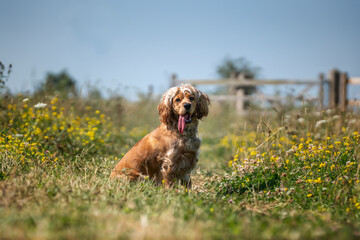 Working cocker spaniel in the summer in the wildflowers